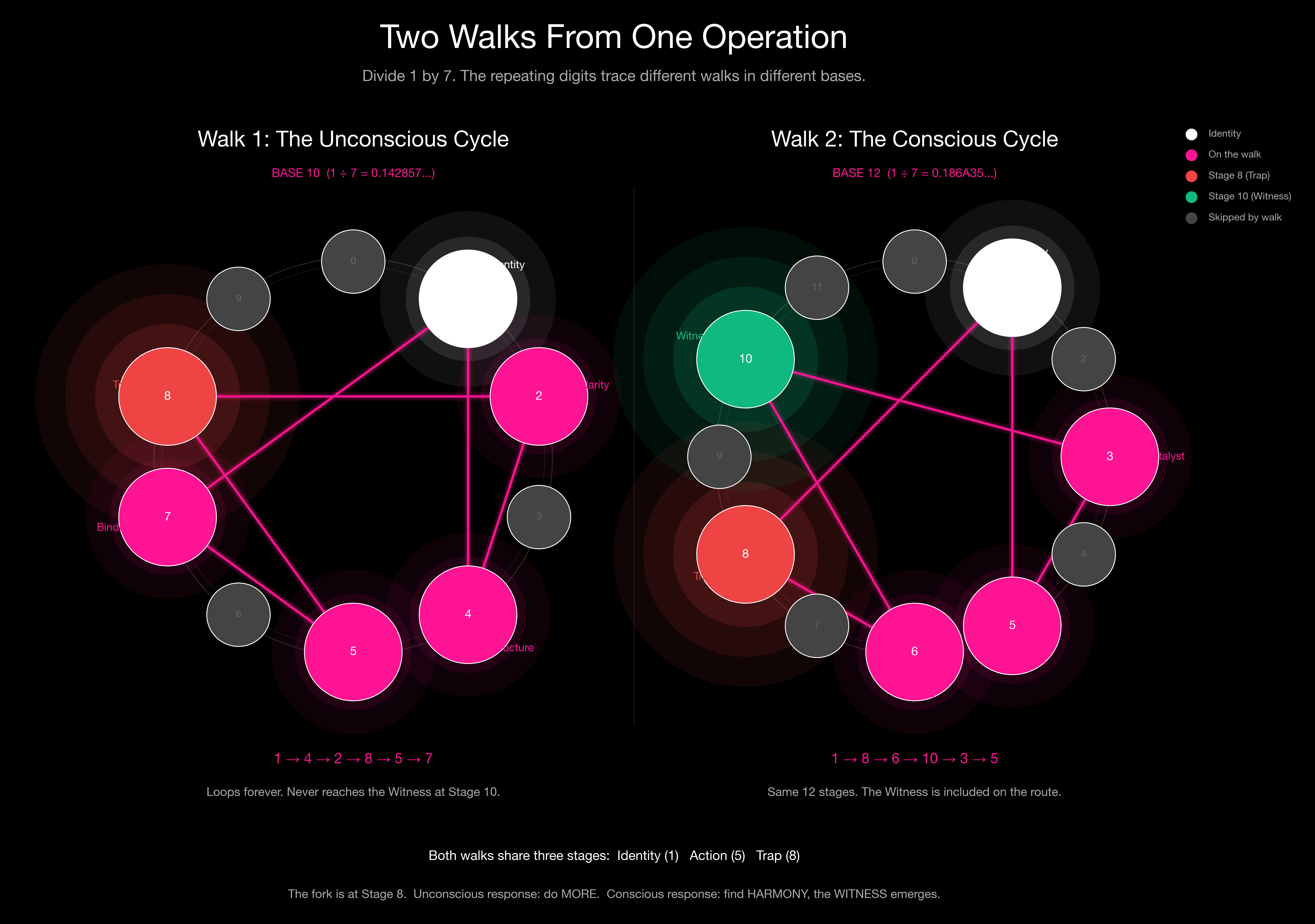 Two walks from one operation: the unconscious cycle in base 10 versus the conscious cycle in base 12. Both come from dividing 1 by 7.